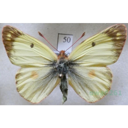Colias alfacariensis Ribbe, 1905 male Szlaczkoń południowiec Czech50
